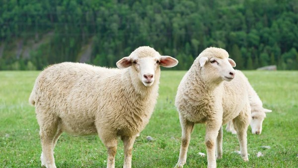 jual Domba Qurban murah di depok