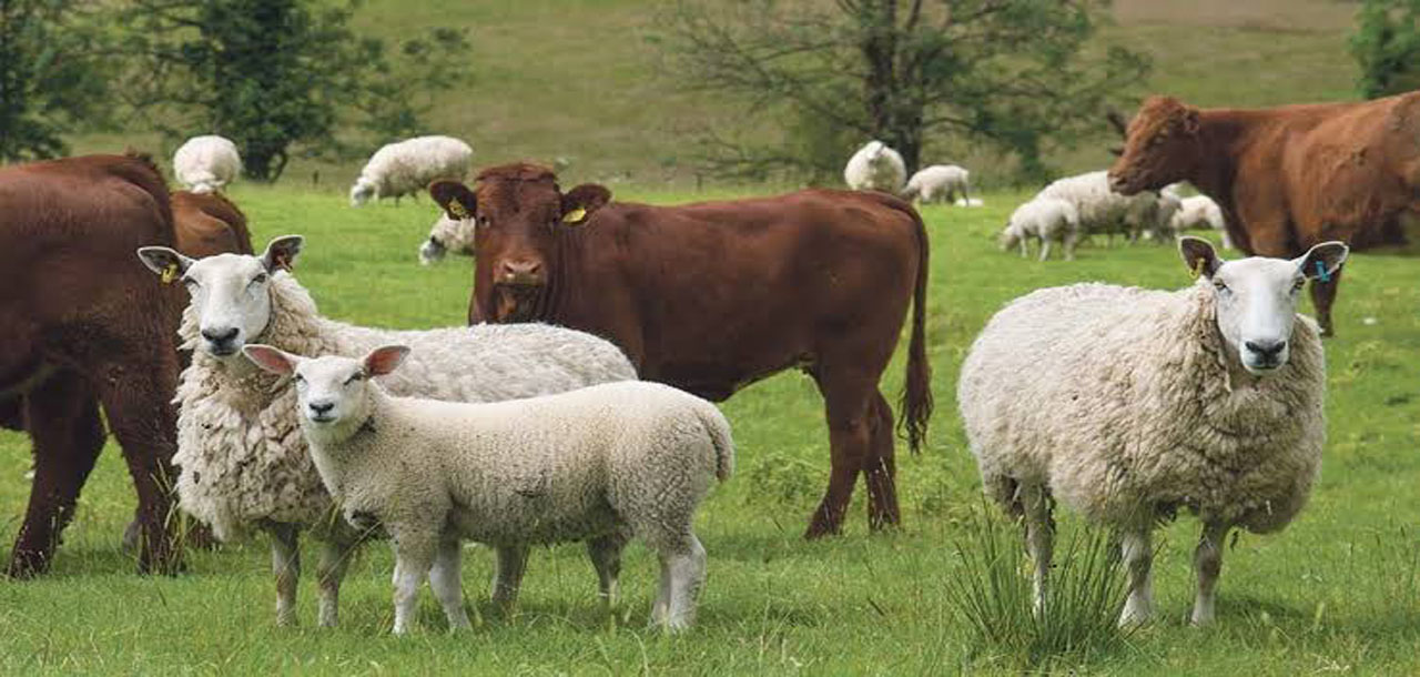 Hewan qurban Wadiqibas