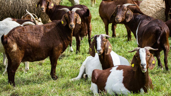 Jual Kambing Qurban di depok