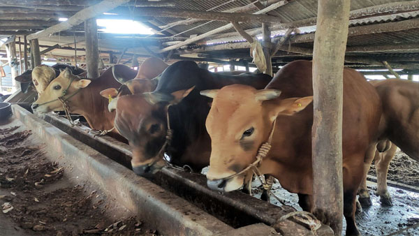 Jual Sapi Qurban Depok