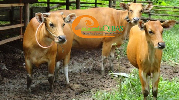 jual sapi bali di depok harga murah