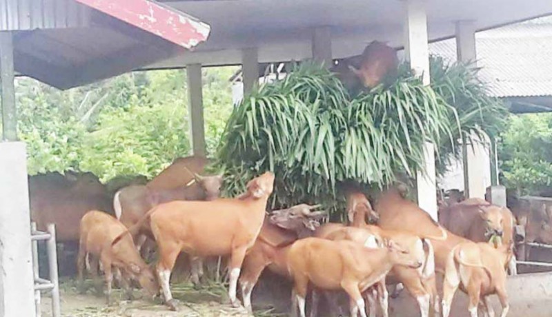 Jual Sapi Bali Qurban di Depok Harga Murah