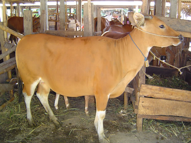 Jual Sapi Bali Qurban di Depok